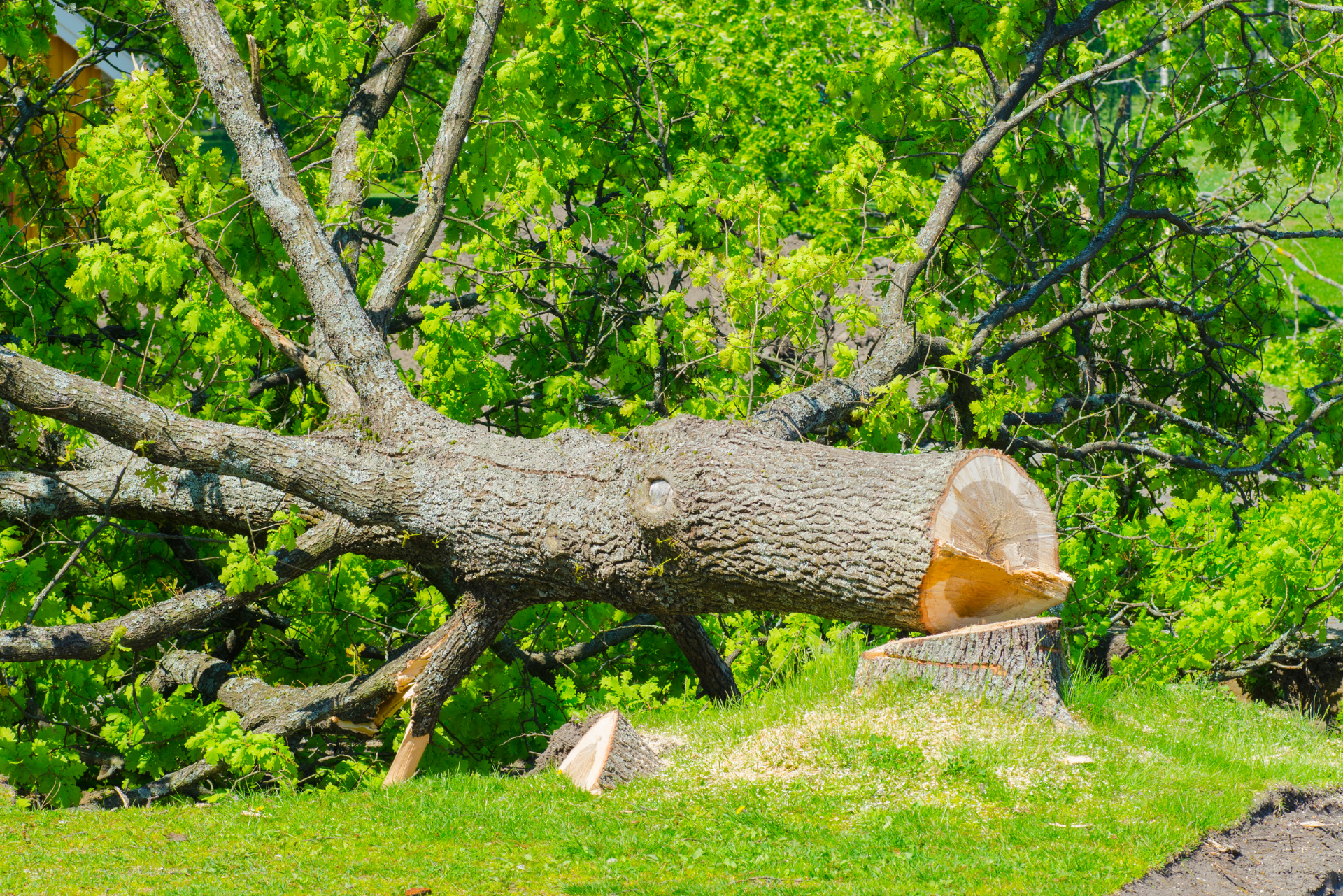 Guide abattage d'arbres