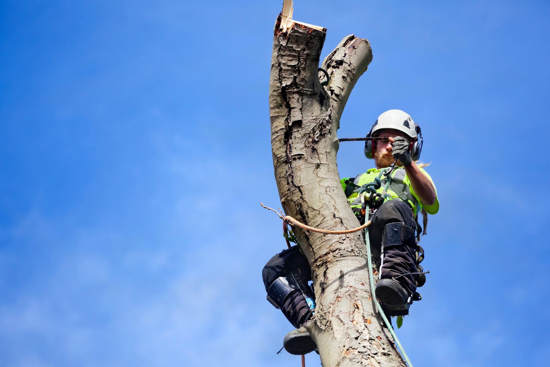 Guide abattage d'arbres en hauteur avec sécurité et techniques professionnelles