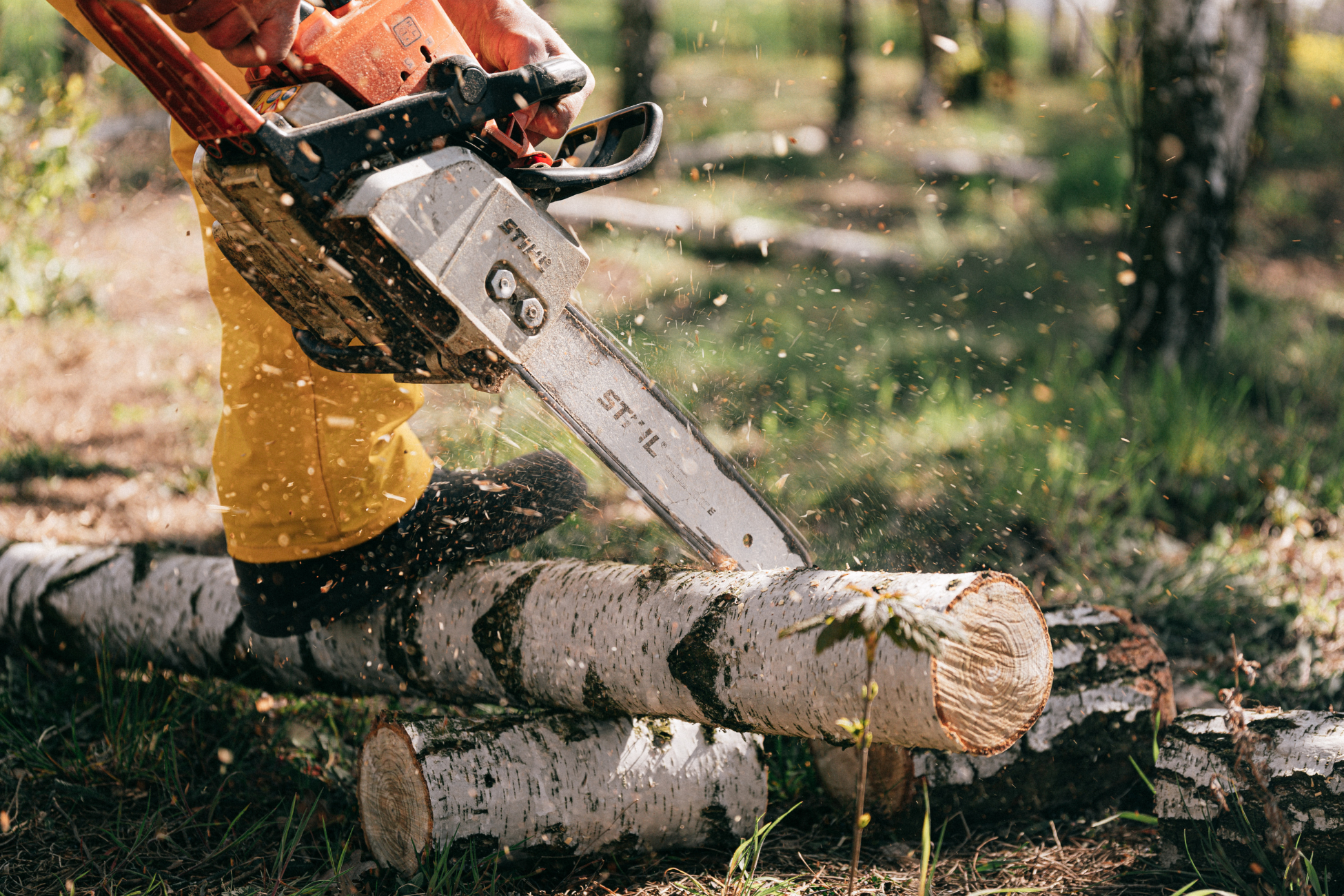 Abattage d'arbres avec tronçonneuse par un professionnel qualifié