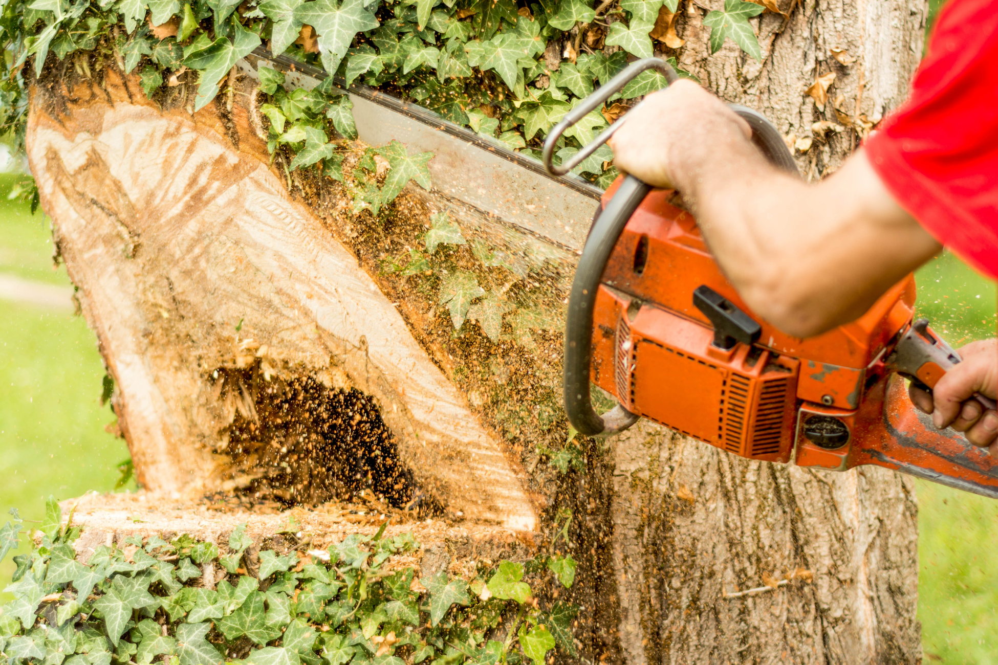 Coupe sécurisée d'un tronc d'arbre par un expert
